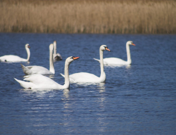 Schwäne schwimmen auf einem Teich