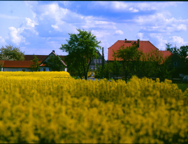 Blick auf das Dorf Wartha mit Rapsfeld